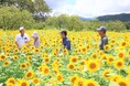 鮮やかに咲き誇る黄色の大輪花が満開！（8月18日撮影）