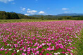 【宮崎県国富町】町花コスモスで花いっぱいのまちづくり
