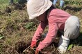 千葉・長生村でAI時代の子供たちが、夏至の光で育った夏野菜を収穫します