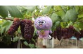 大阪府羽曳野市のご当地キャラクターつぶたん初のぬいぐるみが登場！7月11日販売開始＆特別お渡し会開催