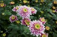 切り花マムの未来を切り拓くデュメンオレンジ、耐病害虫性のイントリンサ品種で差別化を促進