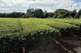 フェイガー、国内初の茶園由来J-クレジット創出へ　プロジェクト登録完了