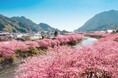 “春を迎えに桜咲く伊豆へ!”「河津桜まつり」 への日帰りバスツアー