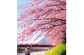 “また行こうね。サクラサク 伊豆・河津へ”「河津桜まつり」 への日帰りバスツアー