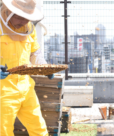 都市養蜂：イメージ