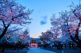 【靖國の桜】令和7年のお花見は靖国神社へ。幻想的な「夜桜詣」も。