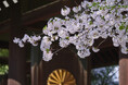 【桜咲く靖國神社】お花見は東京・九段の靖國神社へ。