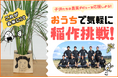 【食育×米】おうちでお米が出来る!?稲作キットで子供たちに食育体験を!「COREZO FAMILY FUNDING」新プロジェクトを公開
