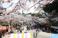 まもなく「和歌山市の桜」が開花します