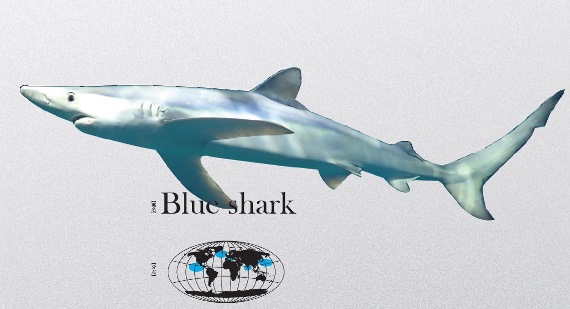 特別展】世界で最も美しいサメ「ヨシキリザメ」とは何物なのか | 株式