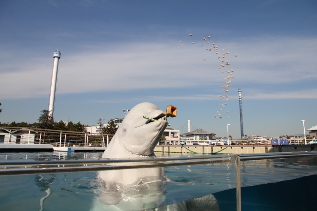 横浜 八景島シーパラダイス シーパラニュース 水族館ならではの 豆まきで福を呼び込もう シロイルカの豆まき １月２１日 土 ２月５日 日 株式会社 横浜八景島のプレスリリース