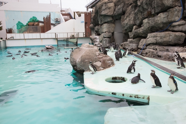 上越市立水族博物館　日本海の豊かな自然と、上越市の文化的魅力を発信！「上越市立水族博物館」の運営について