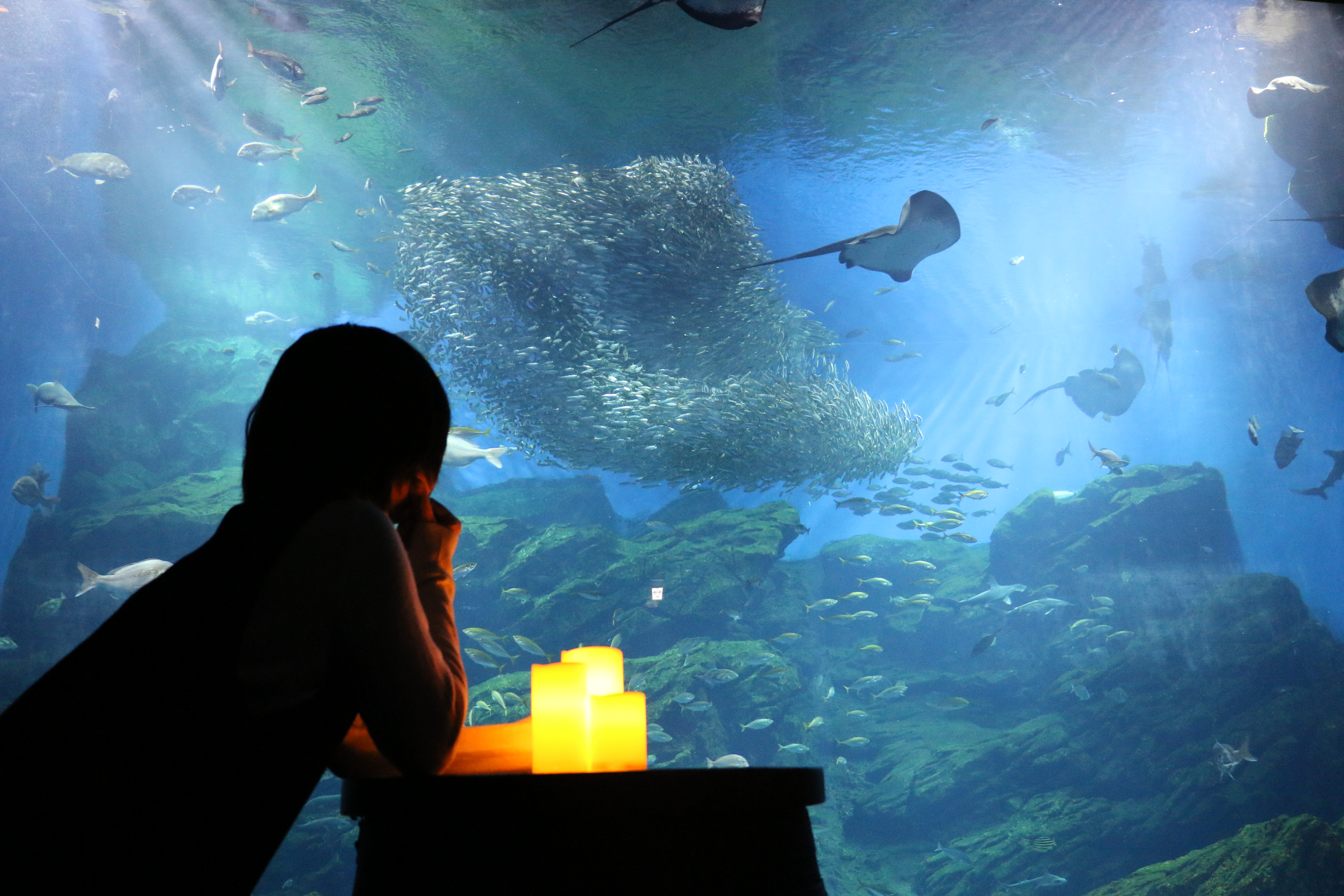 仙台うみの杜水族館 ひとりぼっち もいいんじゃない ストイックに水族館を楽しむ おひとりさまナイト水族館 ２０１８年６月２２日 金 ２３日 土 ２回目の開催 株式会社 横浜八景島のプレスリリース