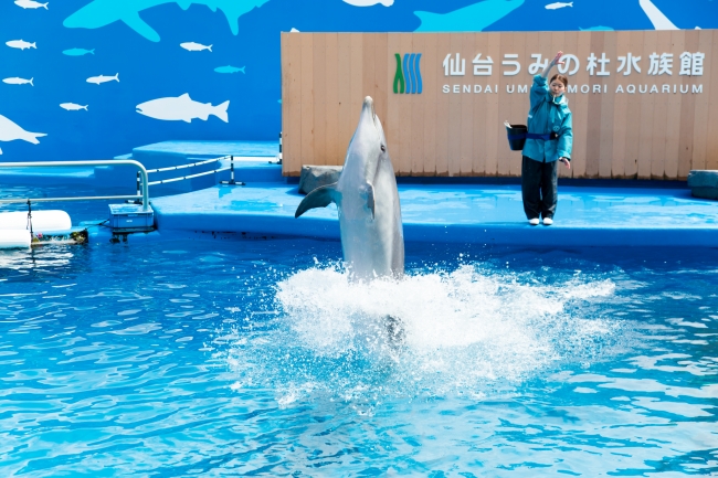 仙台うみの杜水族館】館内はじめ、涼しいプログラムがたくさん！仙台