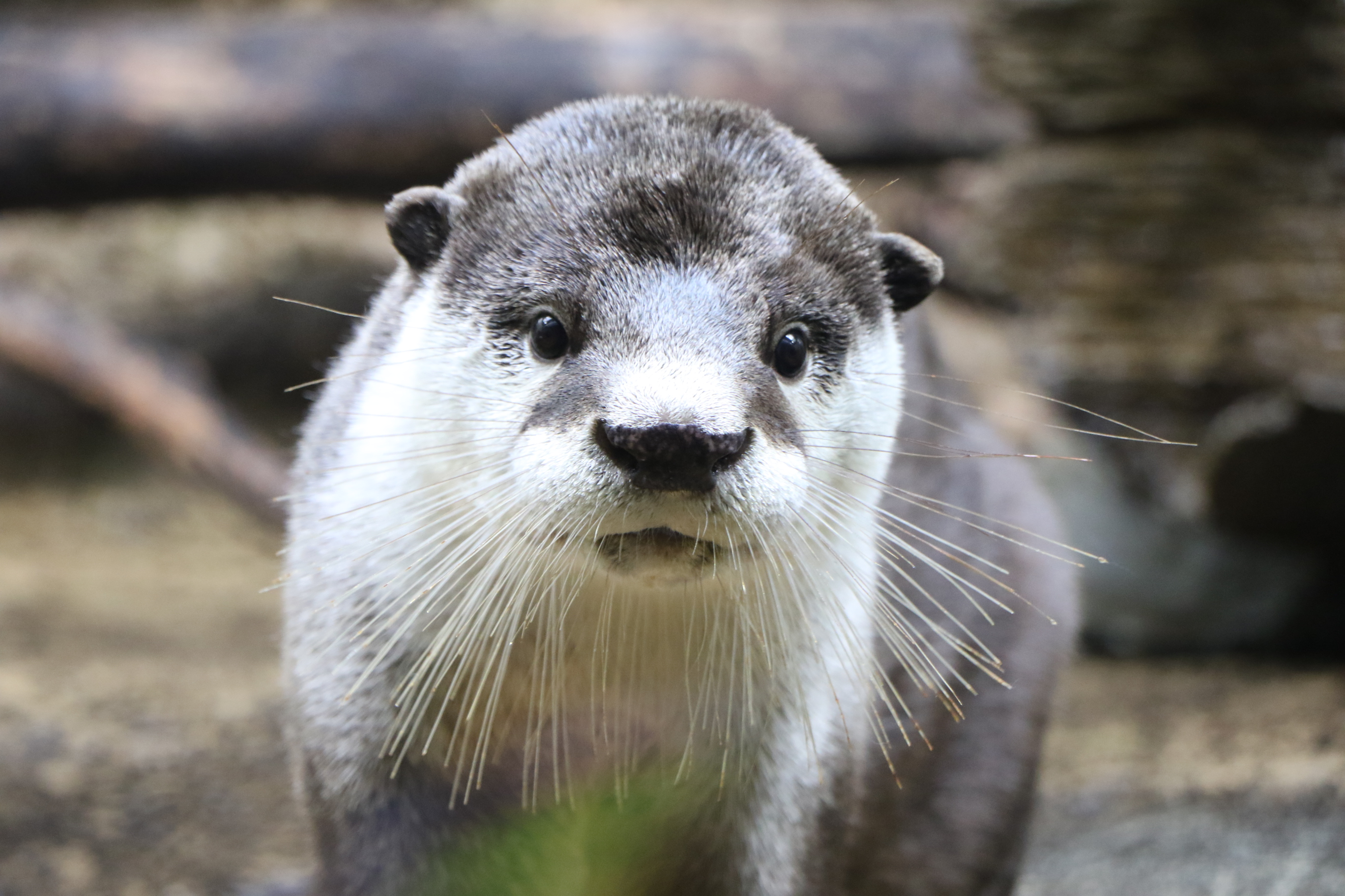 仙台うみの杜水族館】かわいい仕草でアピールする姿にファン急増「第二