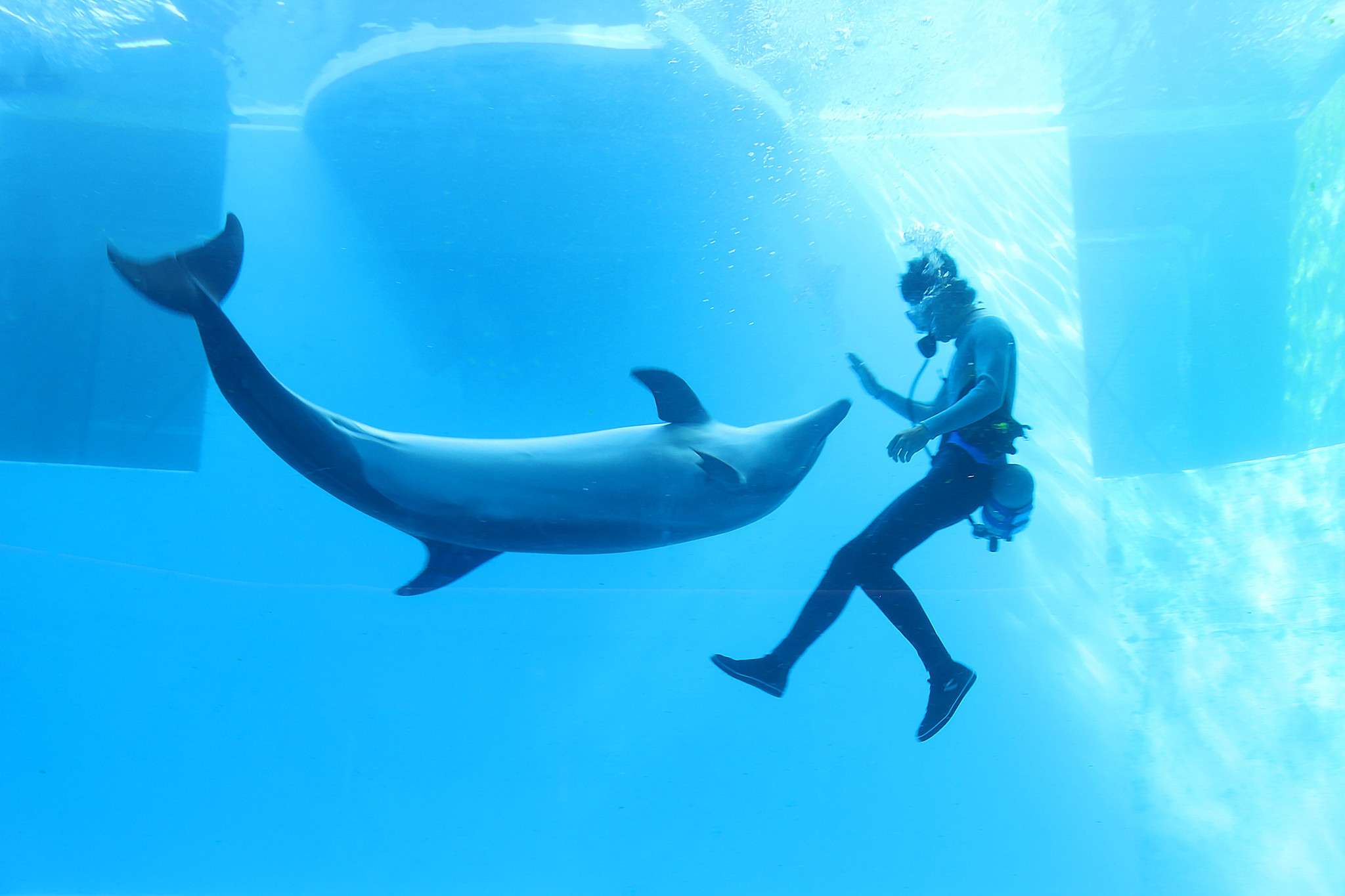 上越市立水族博物館 うみがたり】バンドウイルカが魅せる特別