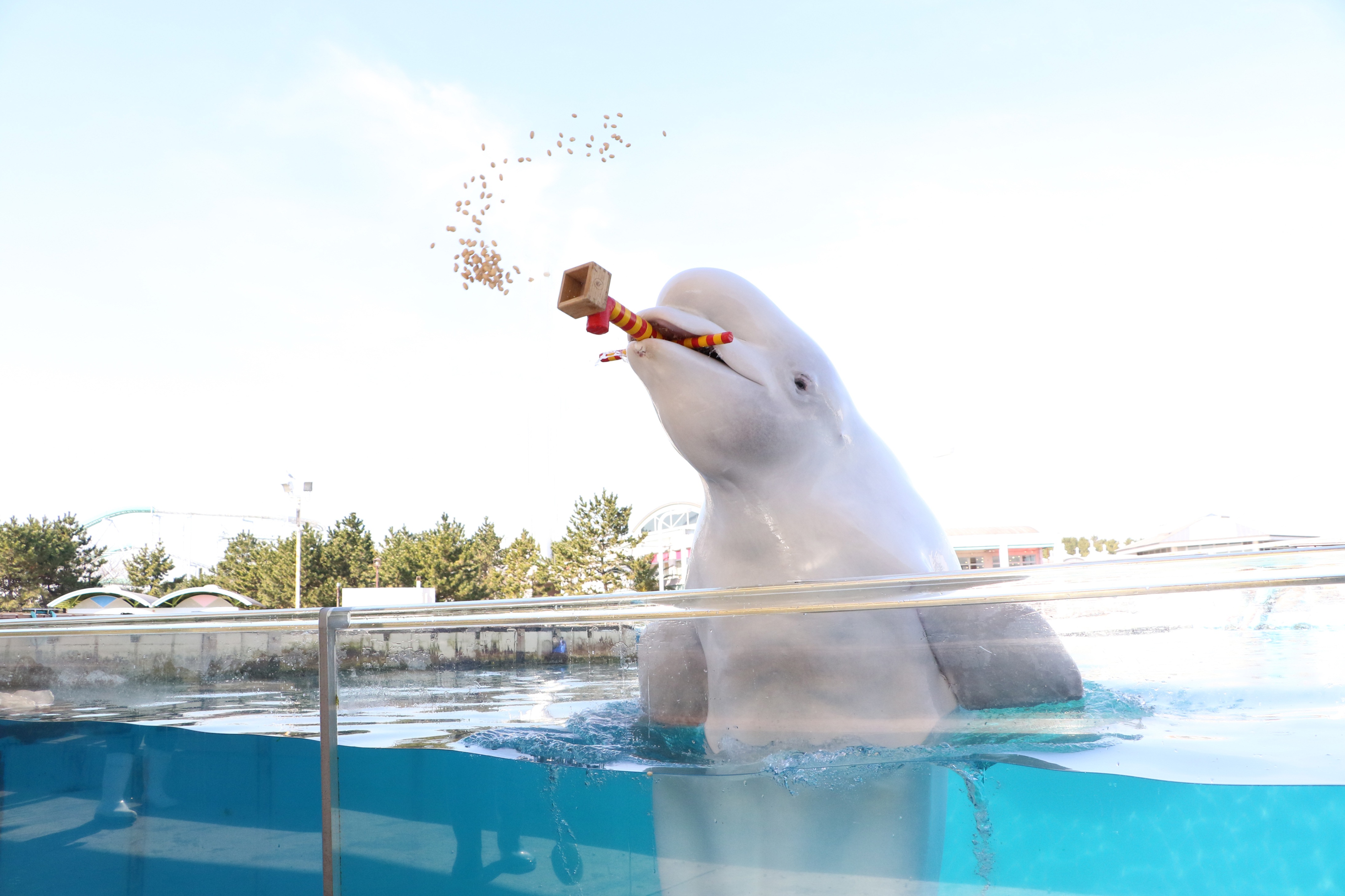 横浜 八景島シーパラダイス 水族館ならではの豆まきで福を呼び込もう シロイルカの豆まき ２０２０年１月２４日 金 ２月９日 日 株式会社 横浜 八景島のプレスリリース