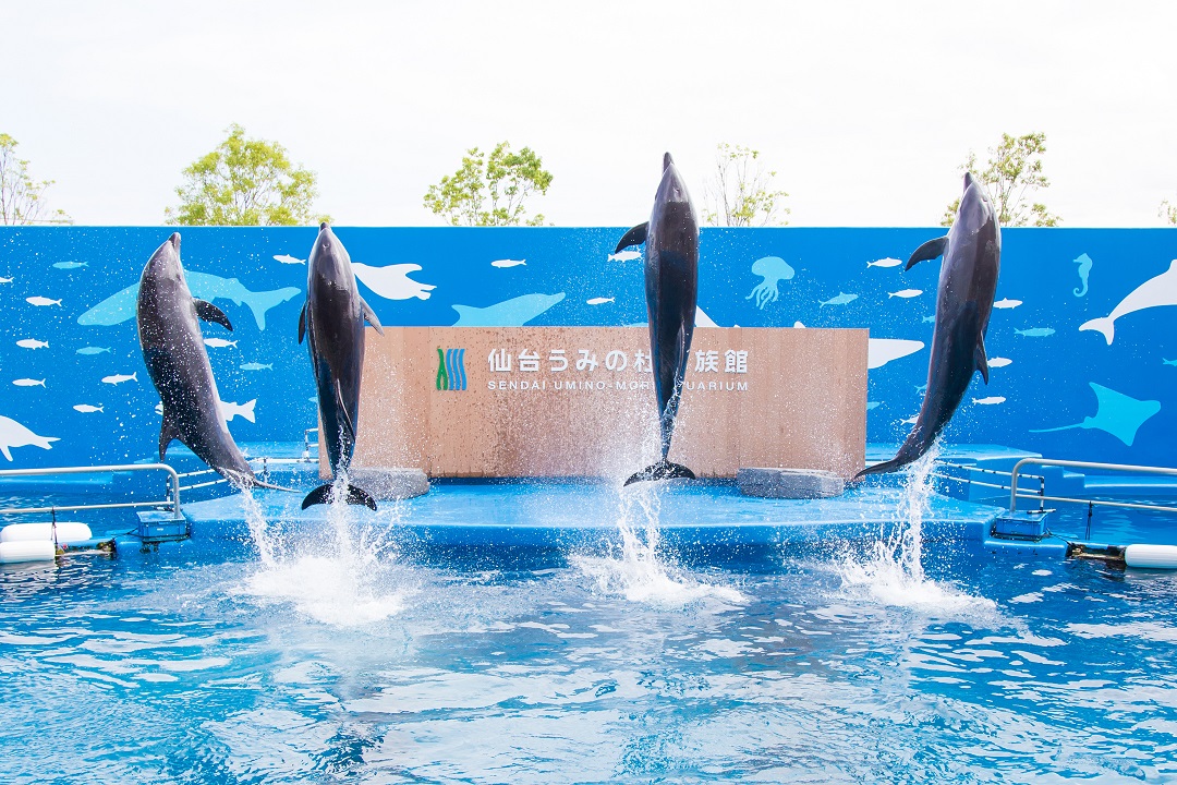 仙台うみの杜水族館 うみの杜サマー ２０２０年７月２３日 木 祝 ８月２３日 日 株式会社 横浜八景島のプレスリリース