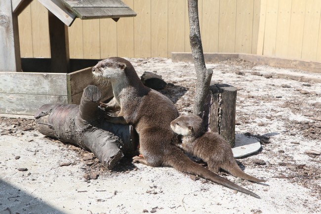 カワウソ赤ちゃん