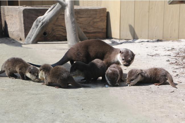 横浜 八景島シーパラダイス 春のベビーラッシュ コツメカワウソの赤ちゃん４月１６日 金 お披露目 株式会社 横浜八景島のプレスリリース