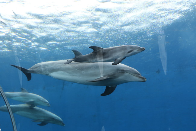アーチ水槽では２０１９年に誕生した イルカの親子と一緒に泳ぐ