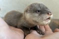 【横浜・八景島シーパラダイス】コツメカワウソの赤ちゃん元気な５つ子が誕生！ 