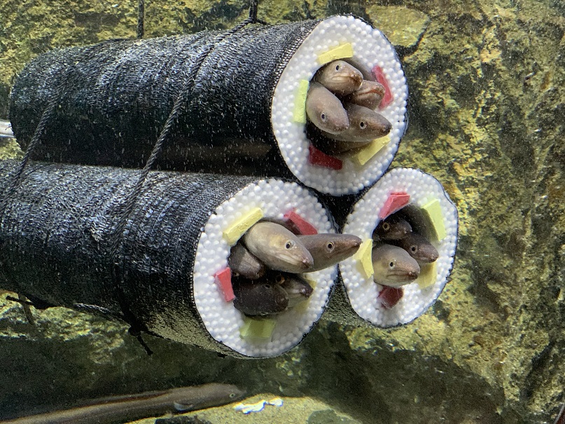 横浜 八景島シーパラダイス アナゴの恵方巻水槽 アナゴの密は 福を呼ぶ 水族館ならではの節分イベント開催 株式会社 横浜八景島のプレスリリース