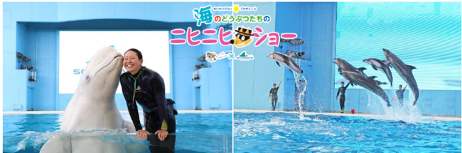 海のどうぶつたちのニヒニヒショー 海のどうぶつたちのニヒニヒショー