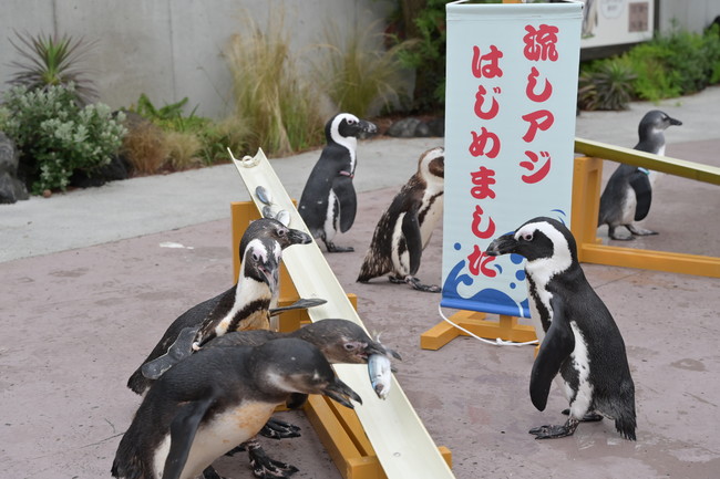 流しアジ 流しアジ
