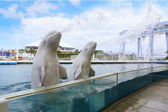 横浜 八景島シーパラダイス 見て涼しい 濡れて涼しい シーパラの夏イベント開催 サマースプラッシュフェス 株式会社 横浜八景島のプレスリリース