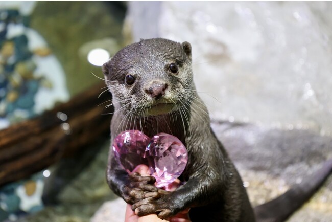 コツメカワウソ ※イメージ コツメカワウソ ※イメージ