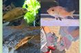 【上越市立水族博物館 うみがたり】「うみがたりのサステナビリティアクション」新潟県立海洋高等学校とのコラボ企画や「おかえりサーモン2024」を開催!