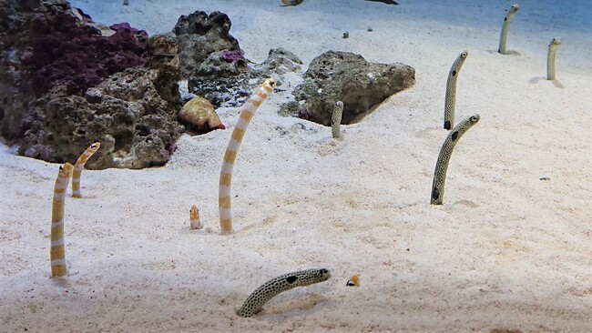 仙台うみの杜水族館 チンアナゴ展示水槽