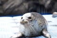 【上越市立水族博物館うみがたり】ゴマフアザラシの子獣 愛称発表!【令和6年11月1日(金) 13:00~13:10】