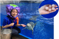 【上越市立水族博物館うみがたり】ゴマフアザラシ 秋の味覚狩り!【令和6年11月2日(土)~11月24日(日) 土日・祝 限定】