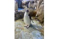 【横浜・八景島シーパラダイス】東日本で唯一の展示!黒いヒゲ模様が特徴なペンギンが仲間入り!ヒゲペンギン 展示スタート【2024年11月9日(土)~】