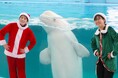【横浜・八景島シーパラダイス】生きものたちによるクリスマス限定イベント開催!SEAPARADISE Christmas~シーパラからのクリスマスプレゼント~