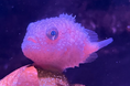 【上越市立水族博物館 うみがたり】特別展「まるっとぴたっとダンゴウオ」開催!【令和7年1月17日(金)~4月13日(日)】