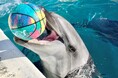 【横浜・八景島シーパラダイス】昨夏誕生したバンドウイルカの愛称をお母さんイルカが発表!『バンドウイルカ赤ちゃん 愛称発表会』