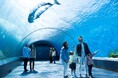 【横浜・八景島シーパラダイス】シーパラをお得に楽しめるスペシャル企画『三浦半島地域感謝キャンペーン』【2025年2月8日(土)~2月16日(日)】