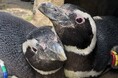 【上越市立水族博物館 うみがたり】繁殖シーズンに、企画に、マゼフェスも うみがたりペンギンシーズン到来【令和7年5月10日(土)〜6月8日(日)】