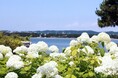 【横浜・八景島シーパラダイス】県内最大級、2万株のあじさいが咲き誇る!『第25回 八景島あじさい祭』【2025年6月7日(土)~29日(日)】