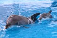 【仙台うみの杜水族館】バンドウイルカの赤ちゃん誕生‼【2025年5月28日(水)誕生!】