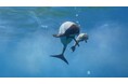 【仙台うみの杜水族館】親子が寄り添って、元気に遊泳中『イロワケイルカの赤ちゃん誕生‼』【2025年6月22日(日)誕生!】