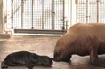 【横浜・八景島シーパラダイス】オタリアの赤ちゃん 8月29日(金)誕生!