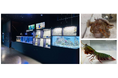 【マクセル アクアパーク品川】都市型水族館で学ぶ、【SDGs14:海の豊かさを守ろう】『サステナウィーク』【2025年9月20日(土)~28日(日)】