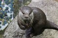 【マクセル アクアパーク品川】食欲の秋にちなみ、カワウソの“食”にフォーカスした特別解説をお届け!『ワイルドライブビューイング~獺の祭り~』【2025年10月10日(金)~11月9日(日)】