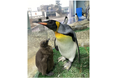 【仙台うみの杜水族館】「オウサマペンギンのヒナ」すくすく成長中‼