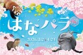 【横浜・八景島シーパラダイス】季節の花と生きものが織りなすシーパラならではのお花見体験『はなパラ』【２０２６年３月２日（月）～４月２４日（金）】