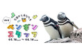 【上越市立水族博物館 うみがたり】特別展「今日からあなたもペンギンスタッフ」【２０２６年５月１６日（土）～６月１４日（日）】
